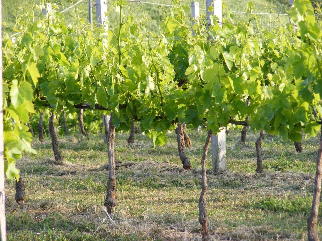 Tenuta Su Vrau Posada  Bagian luar foto